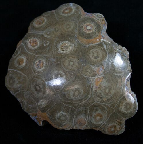 Polished Fossil Coral Head - Very Detailed #10392